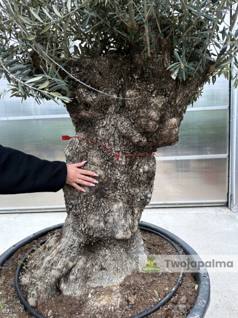 Drzewo Oliwne, Oliwka europejska (Olea europaea) wys. całkowita: ok. 300cm OE12
