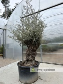 Drzewo Oliwne, Oliwka europejska (Olea europaea) wys. całkowita: ok. 300cm OE12