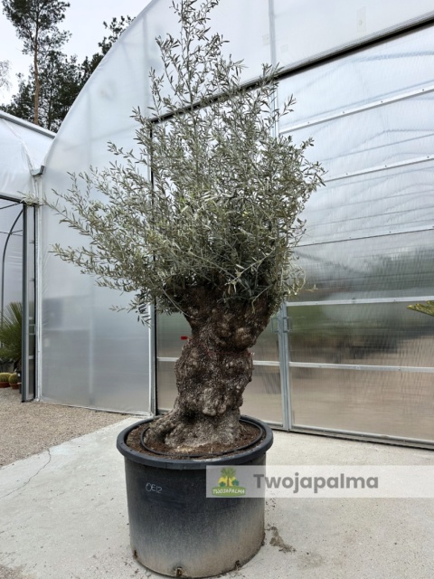 Drzewo Oliwne, Oliwka europejska (Olea europaea) wys. całkowita: ok. 300cm OE12