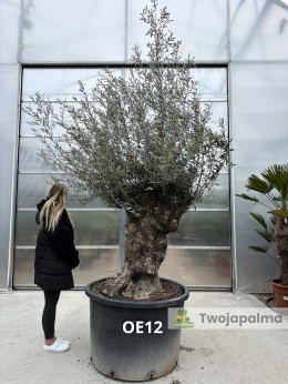 Drzewo Oliwne, Oliwka europejska (Olea europaea) wys. całkowita: ok. 300cm OE12