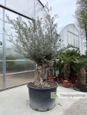 Drzewo Oliwne, Oliwka europejska (Olea europaea) wys. całkowita: ok. 300cm OE12