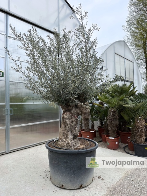 Drzewo Oliwne, Oliwka europejska (Olea europaea) wys. całkowita: ok. 300cm OE12