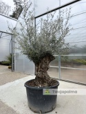 Drzewo Oliwne, Oliwka europejska (Olea europaea) wys. całkowita: ok. 300cm OE13