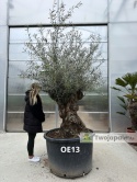 Drzewo Oliwne, Oliwka europejska (Olea europaea) wys. całkowita: ok. 300cm OE13