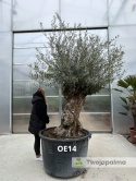 Drzewo Oliwne, Oliwka europejska (Olea europaea) wys. całkowita: ok. 300cm OE14