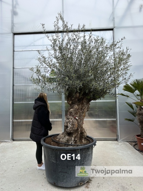Drzewo Oliwne, Oliwka europejska (Olea europaea) wys. całkowita: ok. 300cm OE14