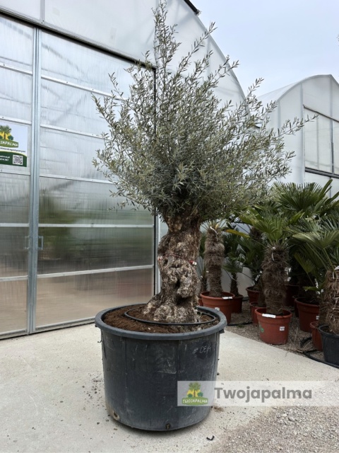 Drzewo Oliwne, Oliwka europejska (Olea europaea) wys. całkowita: ok. 300cm OE14