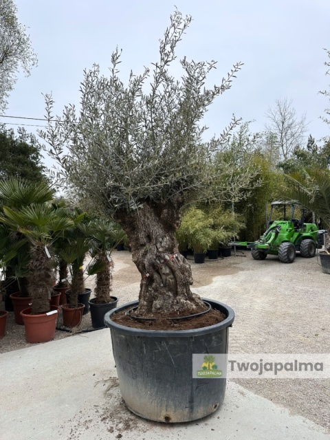 Drzewo Oliwne, Oliwka europejska (Olea europaea) wys. całkowita: ok. 300cm OE14
