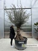 Drzewo Oliwne, Oliwka europejska (Olea europaea) wys. całkowita: ok. 300cm OE02