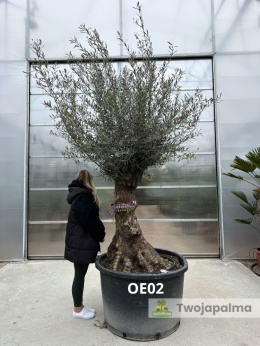 Drzewo Oliwne, Oliwka europejska (Olea europaea) wys. całkowita: ok. 300cm OE02