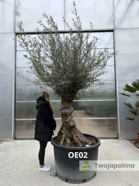 Drzewo Oliwne, Oliwka europejska (Olea europaea) wys. całkowita: ok. 300cm OE02