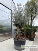 Drzewo Oliwne, Oliwka europejska (Olea europaea) wys. całkowita: ok. 300cm OE02