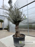 Drzewo Oliwne, Oliwka europejska (Olea europaea) wys. całkowita: ok. 300cm OE02