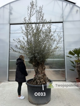 Drzewo Oliwne, Oliwka europejska (Olea europaea) wys. całkowita: ok. 300cm OE03