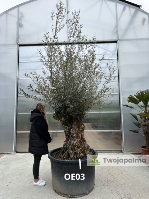 Drzewo Oliwne, Oliwka europejska (Olea europaea) wys. całkowita: ok. 300cm OE03