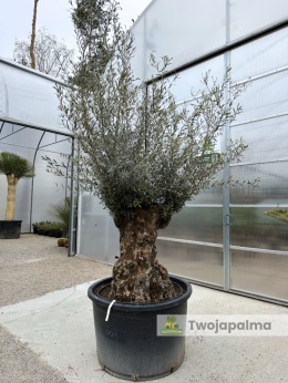Drzewo Oliwne, Oliwka europejska (Olea europaea) wys. całkowita: ok. 300cm OE03
