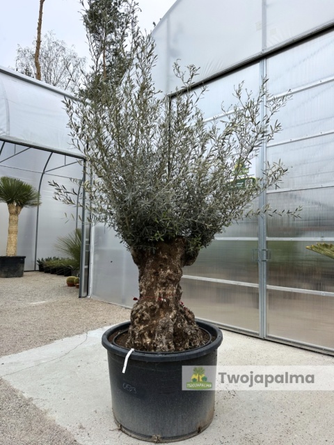Drzewo Oliwne, Oliwka europejska (Olea europaea) wys. całkowita: ok. 300cm OE03