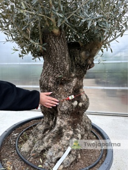 Drzewo Oliwne, Oliwka europejska (Olea europaea) wys. całkowita: ok. 300cm OE04