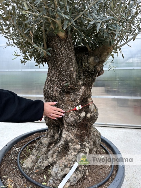 Drzewo Oliwne, Oliwka europejska (Olea europaea) wys. całkowita: ok. 300cm OE04