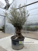 Drzewo Oliwne, Oliwka europejska (Olea europaea) wys. całkowita: ok. 300cm OE04