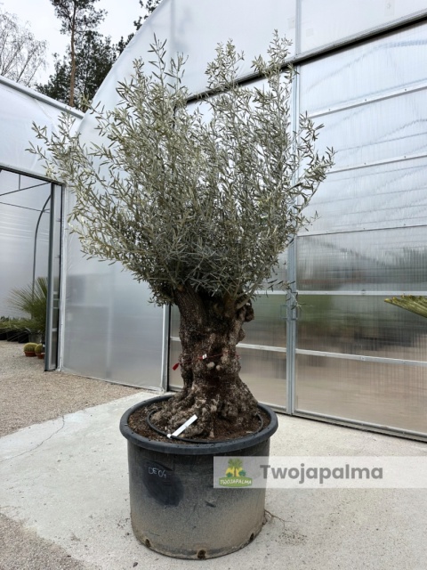 Drzewo Oliwne, Oliwka europejska (Olea europaea) wys. całkowita: ok. 300cm OE04