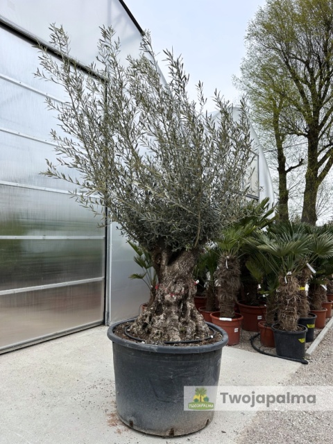 Drzewo Oliwne, Oliwka europejska (Olea europaea) wys. całkowita: ok. 300cm OE04
