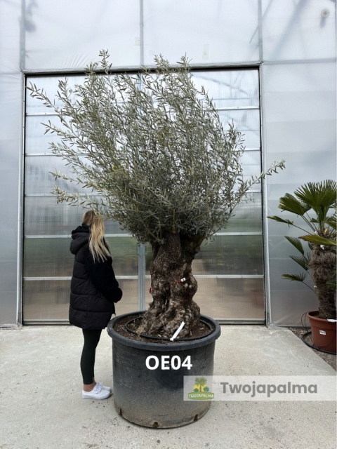 Drzewo Oliwne, Oliwka europejska (Olea europaea) wys. całkowita: ok. 300cm OE04