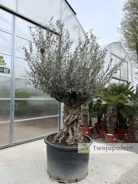 Drzewo Oliwne, Oliwka europejska (Olea europaea) wys. całkowita: ok. 300cm OE05