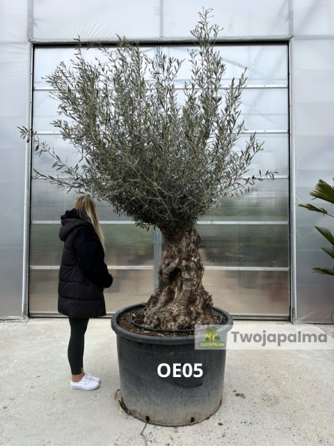 Drzewo Oliwne, Oliwka europejska (Olea europaea) wys. całkowita: ok. 300cm OE05