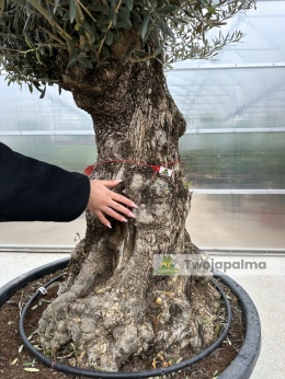 Drzewo Oliwne, Oliwka europejska (Olea europaea) wys. całkowita: ok. 300cm OE05
