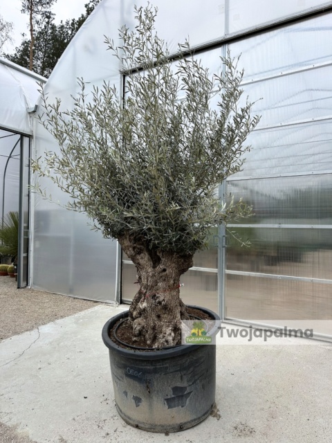 Drzewo Oliwne, Oliwka europejska (Olea europaea) wys. całkowita: ok. 300cm OE06