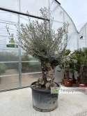 Drzewo Oliwne, Oliwka europejska (Olea europaea) wys. całkowita: ok. 300cm OE06