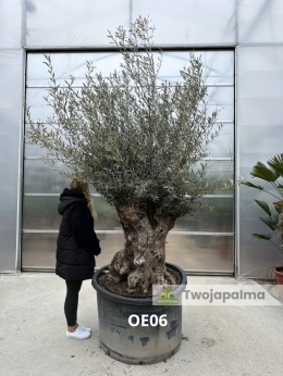 Drzewo Oliwne, Oliwka europejska (Olea europaea) wys. całkowita: ok. 300cm OE06