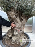 Drzewo Oliwne, Oliwka europejska (Olea europaea) wys. całkowita: ok. 300cm OE06