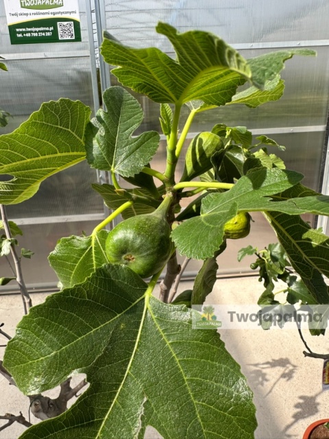 Drzewo figowe (Ficus Carica 'Brown Turkey') - wysokość całkowita z donicą: 150-200cm