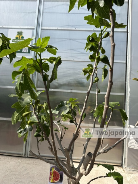 Drzewo figowe (Ficus Carica 'Brown Turkey') - wysokość całkowita z donicą: 150-200cm