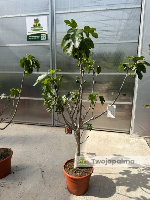 Drzewo figowe (Ficus Carica 'Brown Turkey') - wysokość całkowita z donicą: 150-200cm