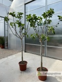 Drzewo figowe (Ficus Carica 'Nazaret') - wysokość całkowita z donicą: 210-250cm