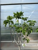Drzewo figowe (Ficus Carica 'Nazaret') - wysokość całkowita z donicą: 210-250cm