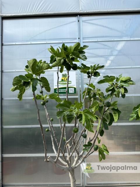 Drzewo figowe (Ficus Carica 'Nazaret') - wysokość całkowita z donicą: 210-250cm