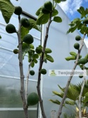 Drzewo figowe (Ficus Carica 'Nazaret') - wysokość całkowita z donicą: 210-250cm