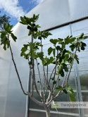 Drzewo figowe (Ficus Carica 'Nazaret') - wysokość całkowita z donicą: 210-250cm