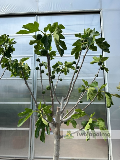 Drzewo figowe (Ficus Carica 'Nazaret') - wysokość całkowita z donicą: 210-250cm