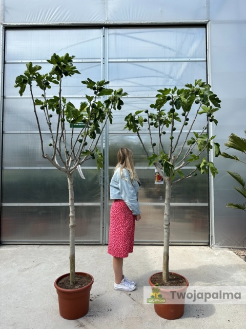 Drzewo figowe (Ficus Carica 'Nazaret') - wysokość całkowita z donicą: 210-250cm