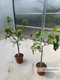 Drzewo figowe (Ficus Carica 'Brown Turkey') - wysokość całkowita z donicą: 100-120cm