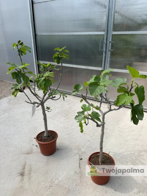 Drzewo figowe (Ficus Carica 'Brown Turkey') - wysokość całkowita z donicą: 100-120cm