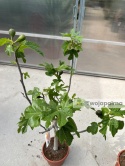 Drzewo figowe (Ficus Carica 'Brown Turkey') - wysokość całkowita z donicą: 100-120cm