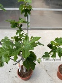 Drzewo figowe (Ficus Carica 'Brown Turkey') - wysokość całkowita z donicą: 100-120cm