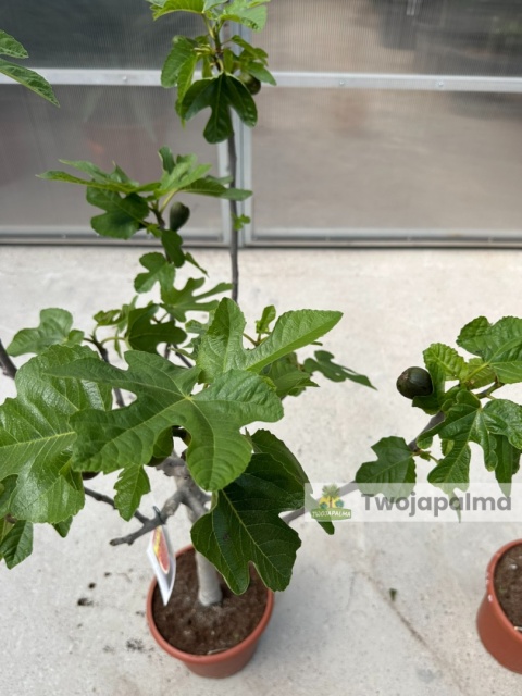 Drzewo figowe (Ficus Carica 'Brown Turkey') - wysokość całkowita z donicą: 100-120cm