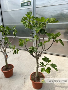 Drzewo figowe (Ficus Carica 'Nazaret') - wysokość całkowita z donicą: 150-170cm